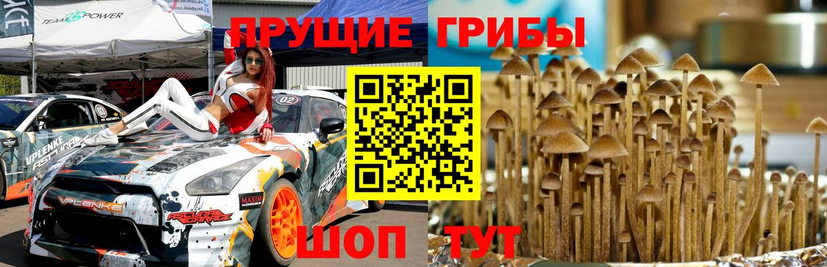 Галлюциногенные грибы Psilocybe Ростов Великий